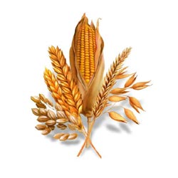 1210802400_grano.jpg