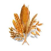 1210802400_grano.jpg