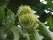 Castagne dell'Etna