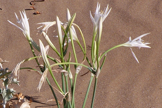 Vendicari, vegetazione sulla spiaggia