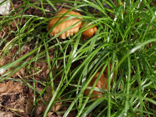 Funghi selvatici