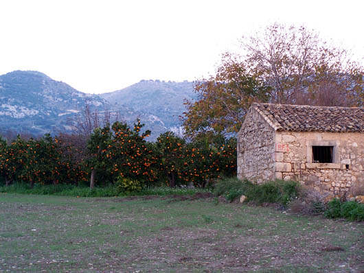 Campagna con aranci e casa abbandonata, sullo sfondo i monti Iblei