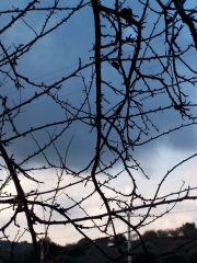 Cielo plumbeo e rami controluce
