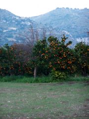 Iblei, aranceto